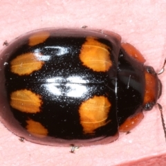 Paropsisterna beata (Blessed Leaf Beetle) at Ainslie, ACT - 25 Jan 2021 by jb2602