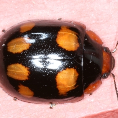 Paropsisterna beata (Blessed Leaf Beetle) at Ainslie, ACT - 25 Jan 2021 by jb2602