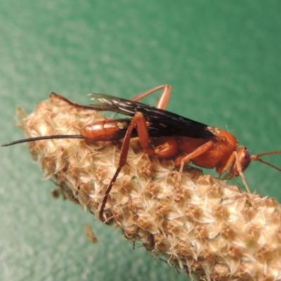 Lissopimpla excelsa (Orchid dupe wasp, Dusky-winged Ichneumonid) at Point Hut to Tharwa - 24 Nov 2020 by michaelb