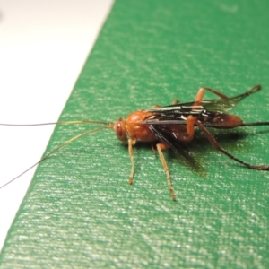 Lissopimpla excelsa at Paddys River, ACT - 24 Nov 2020