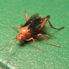 Lissopimpla excelsa at Paddys River, ACT - 24 Nov 2020