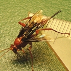 Lissopimpla excelsa at Paddys River, ACT - 24 Nov 2020