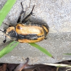 Chondropyga dorsalis (Cowboy beetle) at Gungahlin, ACT - 30 Jan 2021 by Petal