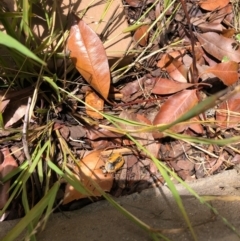 Chondropyga dorsalis at Gungahlin, ACT - 30 Jan 2021