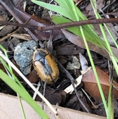 Chondropyga dorsalis at Gungahlin, ACT - 30 Jan 2021 12:43 PM