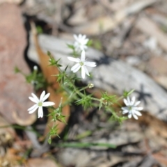 Stellaria pungens (Prickly Starwort) at Wamboin, NSW - 13 Nov 2020 by natureguy