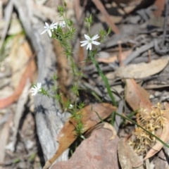 Stellaria pungens at Wamboin, NSW - 13 Nov 2020