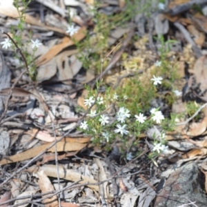 Stellaria pungens at Wamboin, NSW - 13 Nov 2020