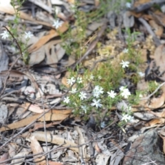 Stellaria pungens at Wamboin, NSW - 13 Nov 2020