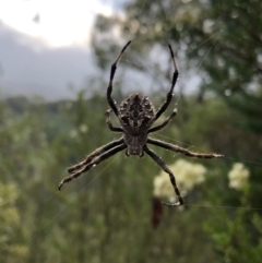 Backobourkia sp. (genus) (An orb weaver) at Stromlo, ACT - 29 Jan 2021 by Rob1e8