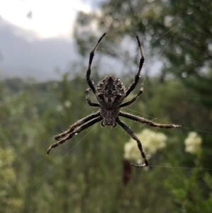 Backobourkia sp. (genus) at Stromlo, ACT - 30 Jan 2021 07:49 AM