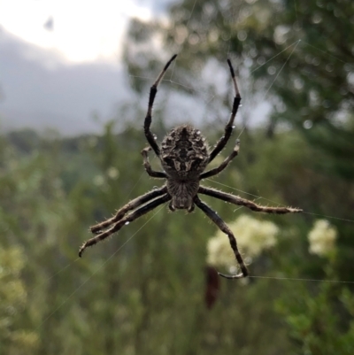 Backobourkia sp. (genus) (An orb weaver) at Stromlo, ACT - 29 Jan 2021 by Rob1e8