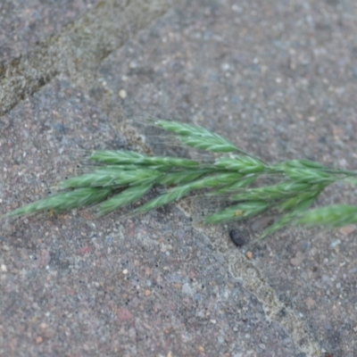 Bromus (genus) (A Brome) at Wamboin, NSW - 13 Nov 2020 by natureguy