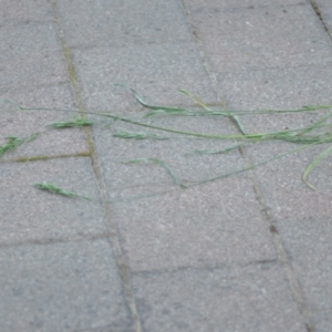 Bromus sp. at Wamboin, NSW - 13 Nov 2020