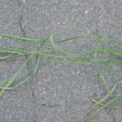 Bromus sp. at Wamboin, NSW - 13 Nov 2020