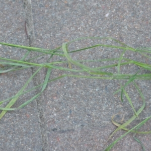 Bromus sp. at Wamboin, NSW - 13 Nov 2020