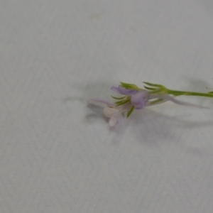 Linaria pelisseriana at Wamboin, NSW - 14 Nov 2020