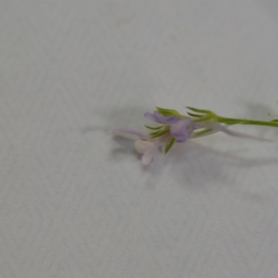 Linaria pelisseriana (Pelisser's Toadflax) at Wamboin, NSW - 14 Nov 2020 by natureguy