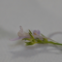 Linaria pelisseriana at Wamboin, NSW - 14 Nov 2020