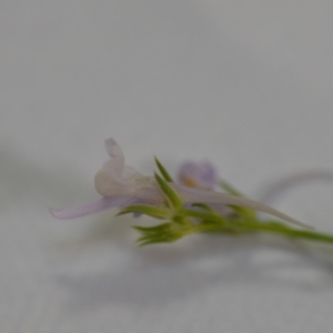 Linaria pelisseriana at Wamboin, NSW - 14 Nov 2020