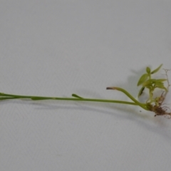 Linaria pelisseriana at Wamboin, NSW - 14 Nov 2020