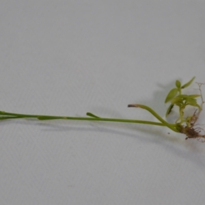 Linaria pelisseriana at Wamboin, NSW - 14 Nov 2020