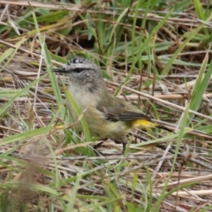 Acanthiza chrysorrhoa (Yellow-rumped Thornbill) at Albury - 29 Jan 2021 by PaulF