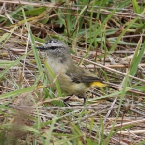 Acanthiza chrysorrhoa at Glenroy, NSW - 29 Jan 2021