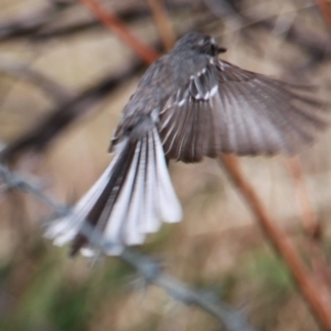 Rhipidura albiscapa at Glenroy, NSW - 29 Jan 2021 10:24 AM
