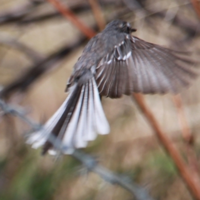 Rhipidura albiscapa (Grey Fantail) at Albury - 29 Jan 2021 by PaulF