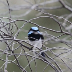 Malurus cyaneus (Superb Fairywren) at Albury - 29 Jan 2021 by PaulF