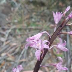 Dipodium roseum (Rosy hyacinth orchid) at Cotter River, ACT - 23 Dec 2020 by nath_kay