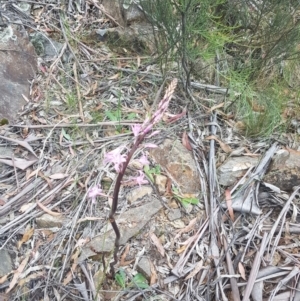 Dipodium roseum at Cotter River, ACT - suppressed