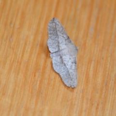 Antictenia punctunculus (A geometer moth) at Wamboin, NSW - 15 Nov 2020 by natureguy