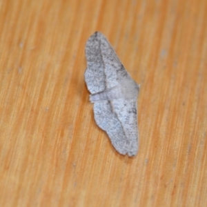 Antictenia punctunculus at Wamboin, NSW - 15 Nov 2020