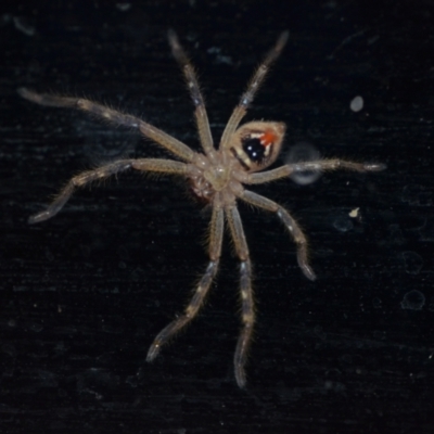 Neosparassus calligaster (Beautiful Badge Huntsman) at Wamboin, NSW - 17 Nov 2020 by natureguy