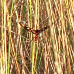 Amata (genus) at Throsby, ACT - 26 Jan 2021 09:10 AM