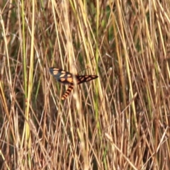 Amata (genus) at Throsby, ACT - 26 Jan 2021 09:10 AM