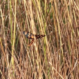 Amata (genus) at Throsby, ACT - 26 Jan 2021 09:10 AM