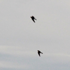 Falco longipennis at Gungahlin, ACT - 30 Jan 2021 05:35 PM