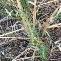 Melichrus urceolatus (Urn Heath) at Holt, ACT - 18 Jan 2021 by sangio7