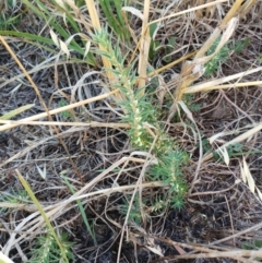 Melichrus urceolatus at Holt, ACT - 19 Jan 2021