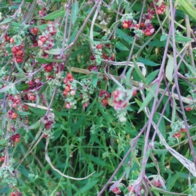 Einadia nutans (Climbing Saltbush) at Holt, ACT - 17 Jan 2021 by sangio7