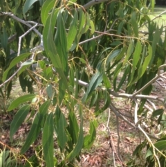 Eucalyptus viminalis (Ribbon Gum) at Hughes, ACT - 30 Jan 2021 by jennyt