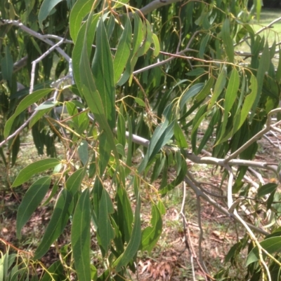 Eucalyptus viminalis (Ribbon Gum) at Hughes, ACT - 30 Jan 2021 by jennyt