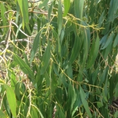 Eucalyptus viminalis at Hughes, ACT - 30 Jan 2021