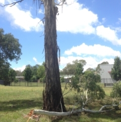 Eucalyptus viminalis at Hughes, ACT - 30 Jan 2021