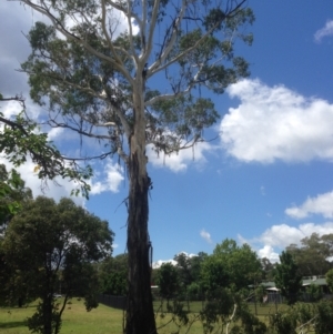 Eucalyptus viminalis at Hughes, ACT - 30 Jan 2021