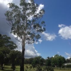 Eucalyptus viminalis at Hughes, ACT - 30 Jan 2021