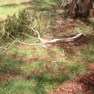Eucalyptus viminalis (Ribbon Gum) at Red Hill to Yarralumla Creek - 30 Jan 2021 by jennyt